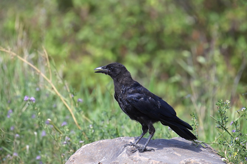 American Crow (corvus brachythynchos) perched on a big rock with it's beak open