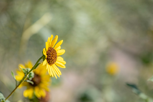 Image of a yellow wildflower at Palo Duro State Park, Texas on a warm autumn afternoon.