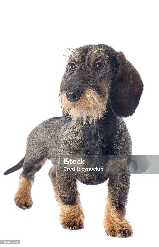 Cachorro dachshund pelo de alambre - Foto de stock de Andar libre de derechos