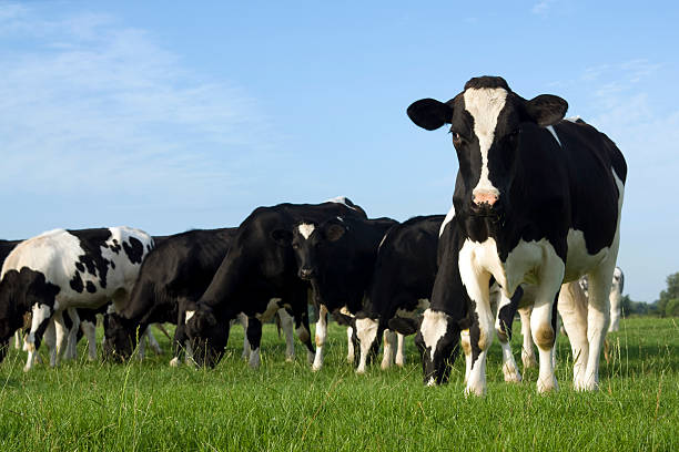 istock A group of cows on green grass 186585521