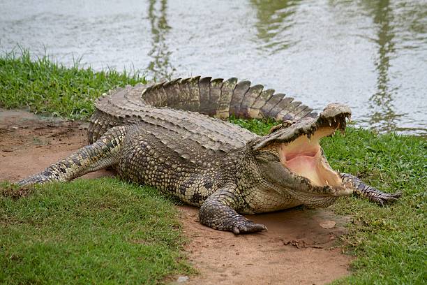 Crocodile with open mouth stock photo