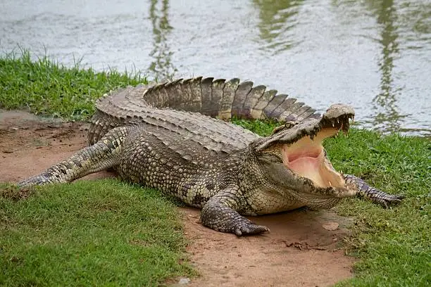 Photo of Crocodile with open mouth