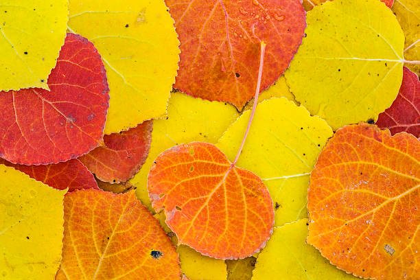 Aspen leaves background in autumn