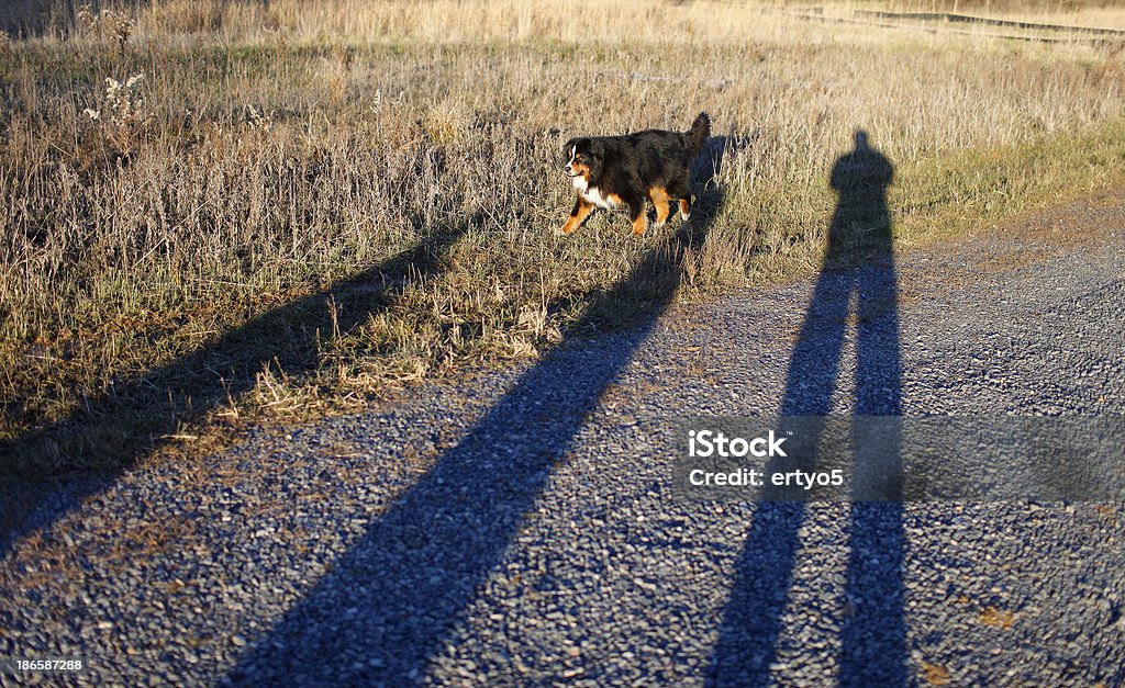Berner Sennenhund - Lizenzfrei Auf dem Bauch liegen Stock-Foto