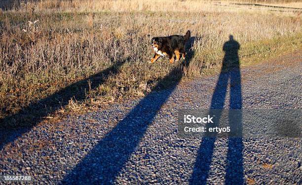 Berner Sennenhund Stockfoto und mehr Bilder von Auf dem Bauch liegen - Auf dem Bauch liegen, Berner Alpen, Berner Sennenhund