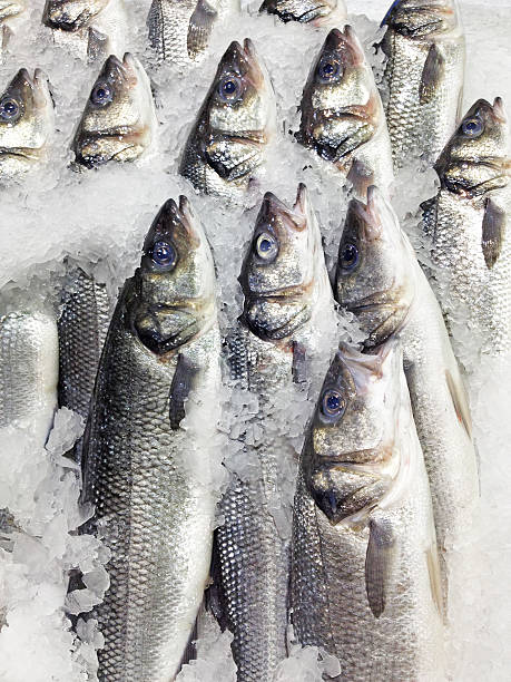 istock Sea Bass - Stock Image 186587299
