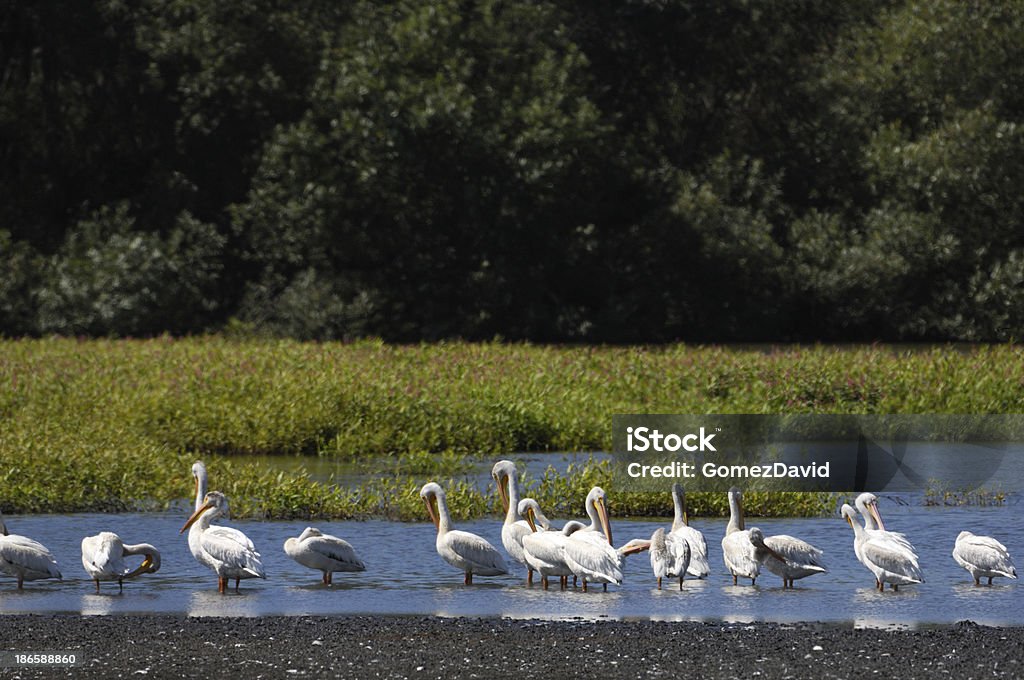 Gruppo di pellicani riposo di Slough bianco - Foto stock royalty-free di Ambientazione esterna