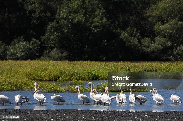 Gruppo Di Pellicani Riposo Di Slough Bianco - Fotografie stock e altre immagini di Ambientazione esterna - Ambientazione esterna, Animale, Animale selvatico