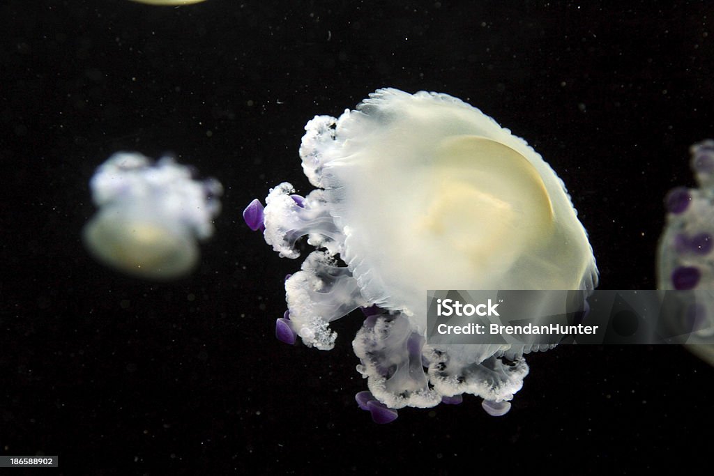 Flotando de distancia - Foto de stock de Acuario - Recinto para animales en cautiverio libre de derechos