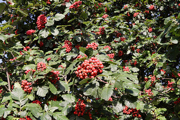 Sorbus Aucuparia Edulis Rowan growing on the tree