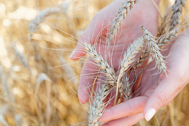 istock Woman holds wheat sticks (xxxl) 186589164