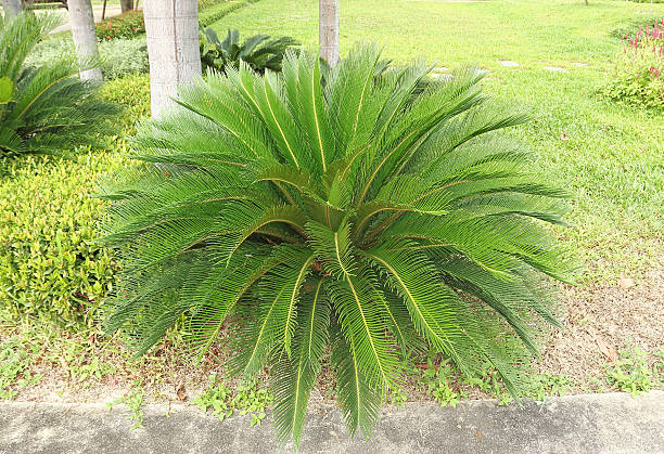 istock Cycas revoluta - Sago palm tree 186589357
