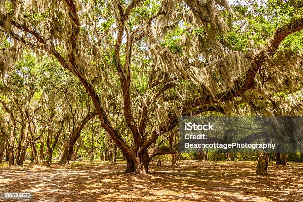 Gascoigne Oaks - zdjęcia stockowe i więcej obrazów Wyspa Amelia - Floryda - Wyspa Amelia - Floryda, Dąb - drzewo, Majestatyczny
