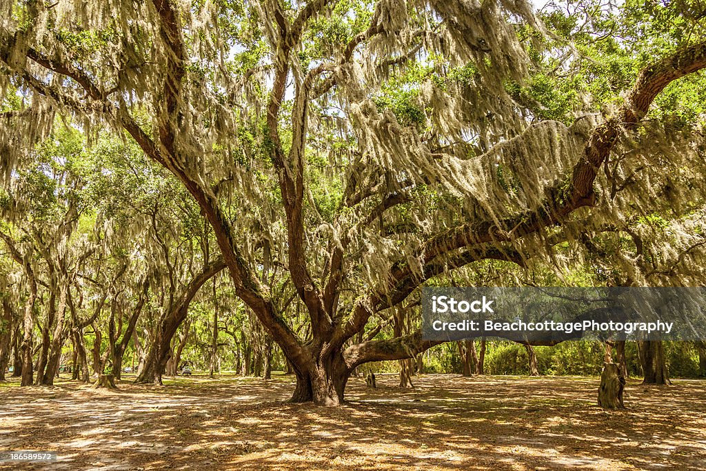 Гаскойн дубы - Стоковые фото Остров Амелия - Флорида роялти-фри