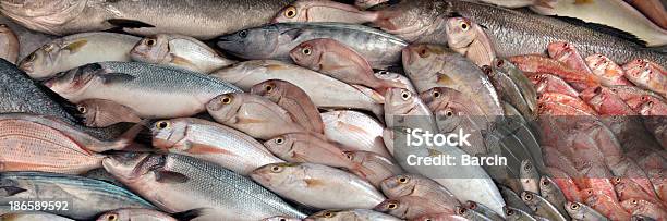 Grande Varietà Di Pesce - Fotografie stock e altre immagini di Ambientazione interna - Ambientazione interna, Gruppo di oggetti, Industria della pesca