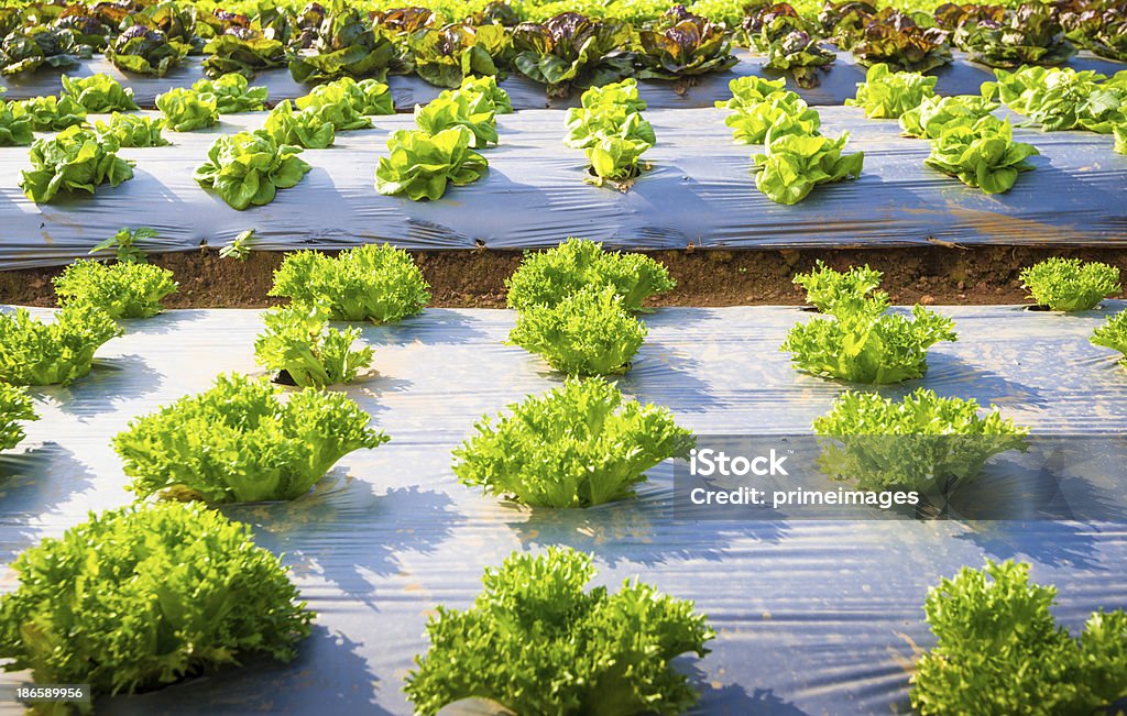 Hydroponic verduras en un jardín. - Foto de stock de Agricultura libre de derechos