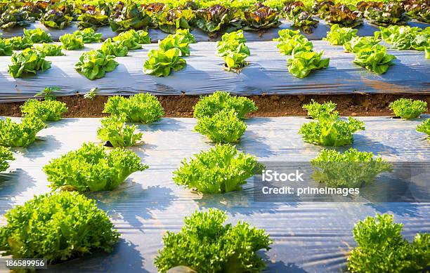 Hydroponic Verduras En Un Jardín Foto de stock y más banco de imágenes de Agricultura - Agricultura, Aire libre, Ajardinado