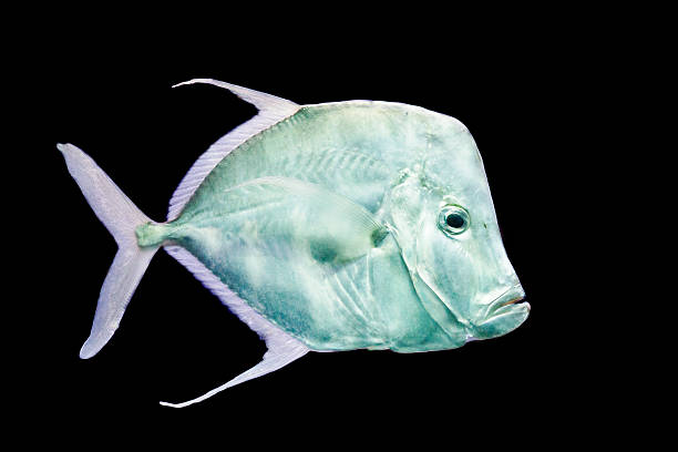 istock fish Silver Moonfish,Lookdowns-Selene vomer 186590013