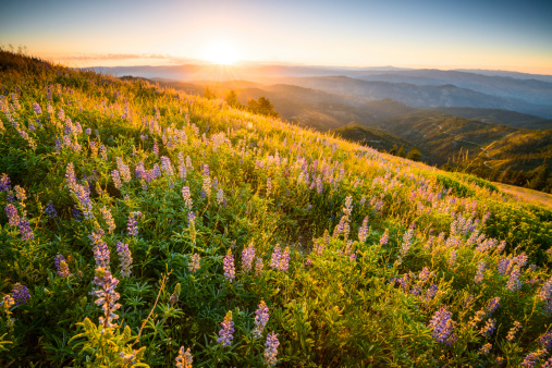 Beautiful sunrise in Idaho mountains in Idaho, USA on a fine spring morning with wild flowers blooming in the foreground