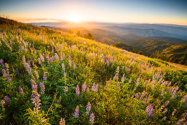 красивый восход солнца в штате айдахо горы - idaho mountains стоковые фото и изображения