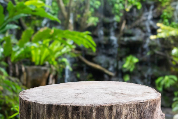 istock Empty old tree stump table top with blur green tropical garden background for product display 1865903953