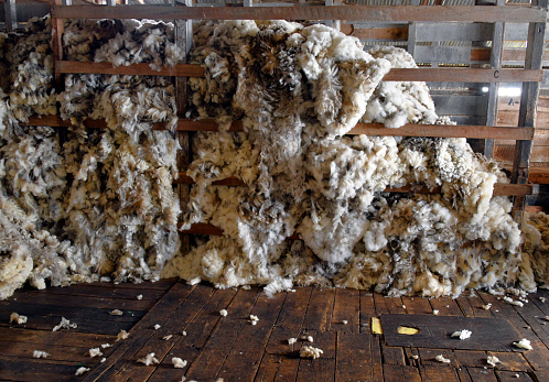 Teal Inlet, East Falkland, Falkland Islands: pile of wool after sheep shearing - fleeces in a shearing shed - wool is one of the main exports of the archipelago.