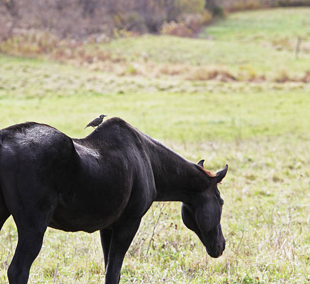brown horse in atmospheric light