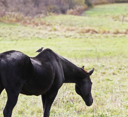 A Common Starling bird is hitchhiking a ride on an old sway-backed horse.