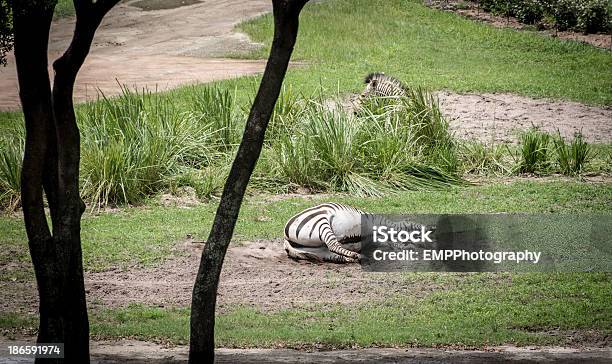 Cebra En Su Lado Foto de stock y más banco de imágenes de Animal - Animal, Animal vertebrado, Cebra