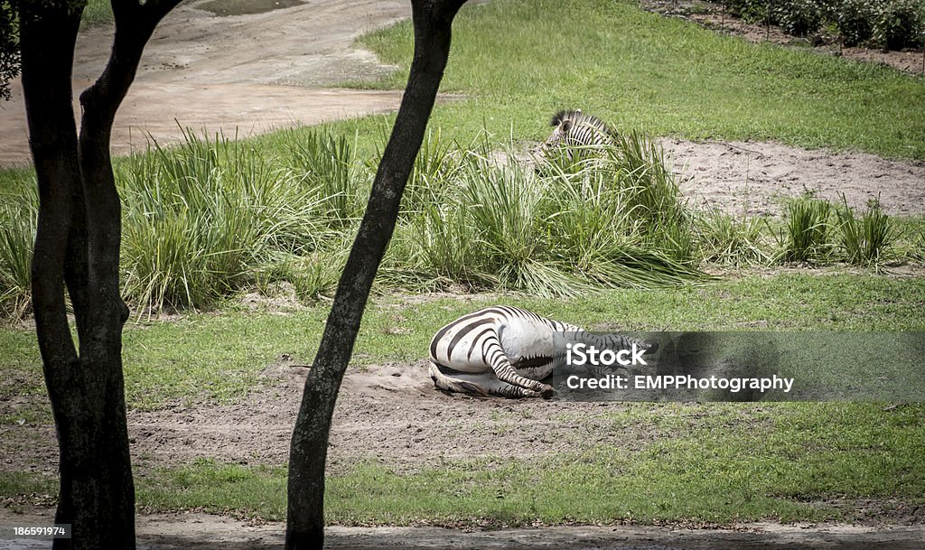 Zebra em seu lado - Foto de stock de Animal royalty-free