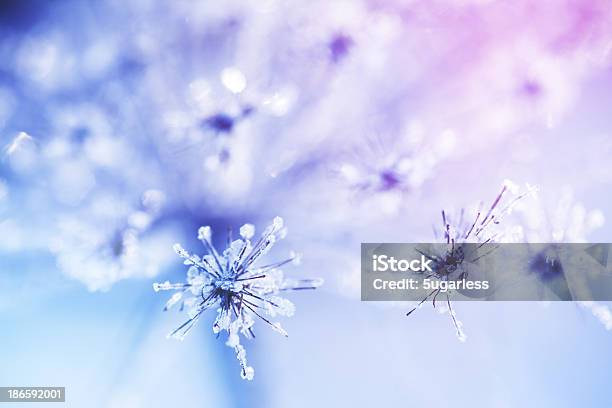 Cubierto De Hielo Primer Plano De La Planta Foto de stock y más banco de imágenes de Nieve - Nieve, Bardana menor, Helado - Condición