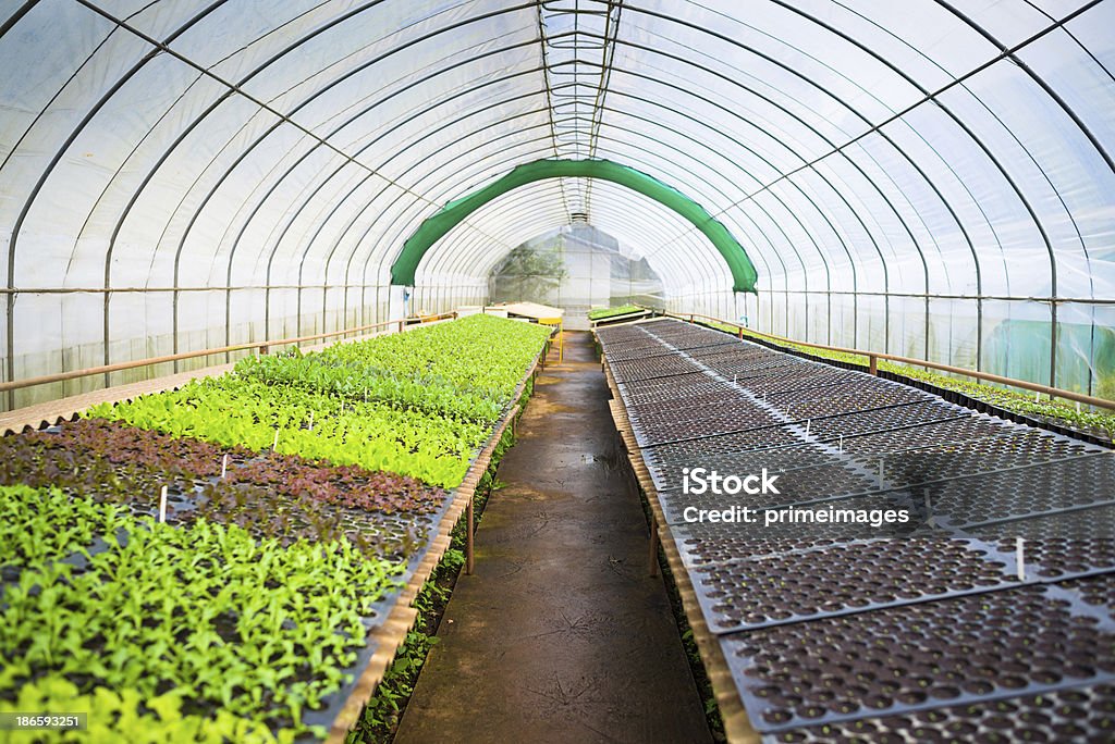 Hydroponique de légumes dans un jardin. - Photo de Agriculture libre de droits
