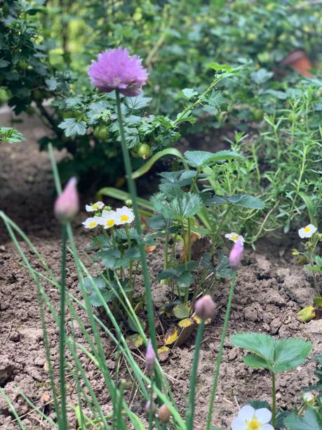 istock Wild Flower in garden 1865936170