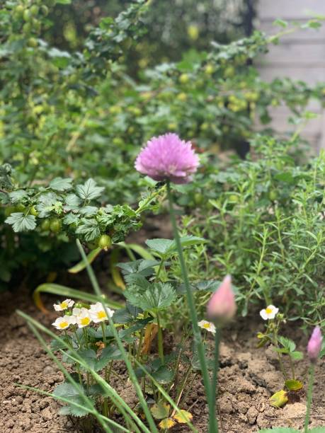 istock Wild Flower in garden 1865936178