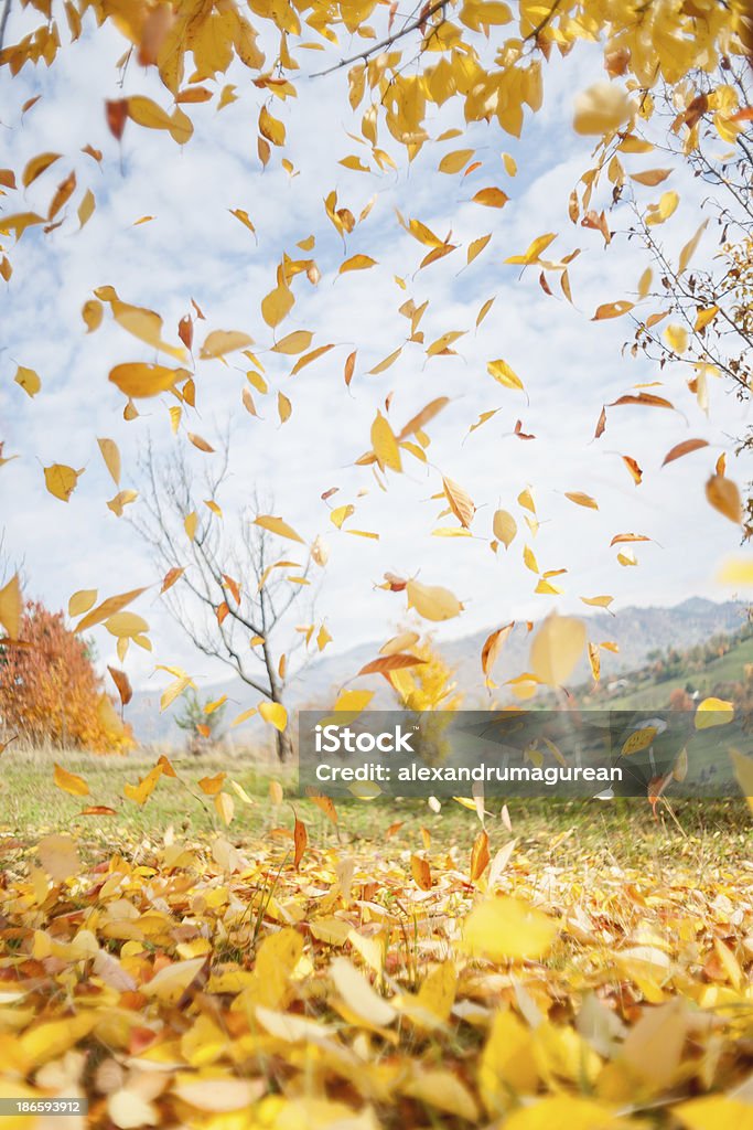 Hojas otoñales - Foto de stock de Abstracto libre de derechos