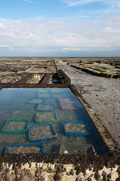 Cancale - Tanks of Oysters and mussels Cancale - Oysters and mussels farm's during low tide cancale photos stock pictures, royalty-free photos & images