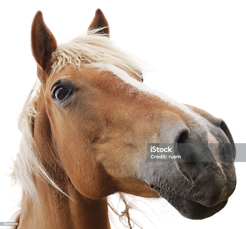 Cheval isolé sur fond blanc - Photo de Cheval libre de droits