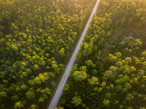 sandy road at sunrise - Apalachicola National Forest in Florida, aerial view