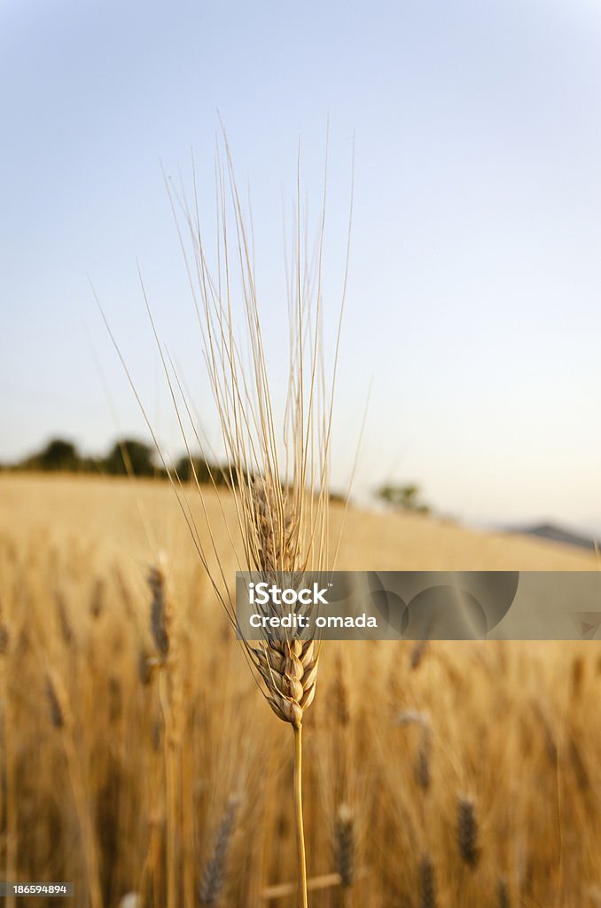 frumento - Foto stock royalty-free di Agricoltore