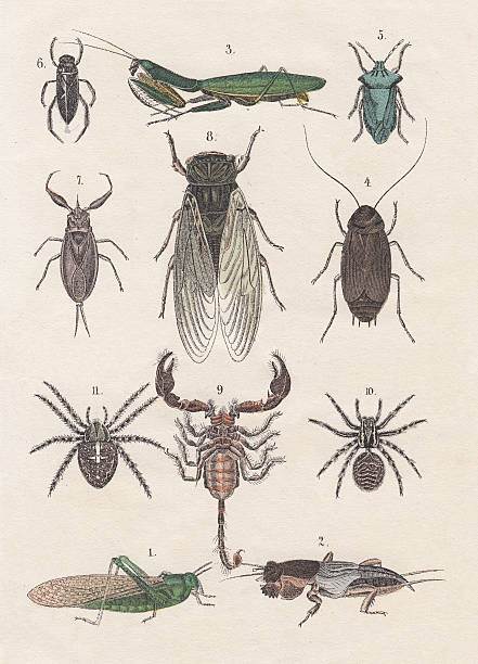 ilustraciones, imágenes clip art, dibujos animados e iconos de stock de insectos - grillotalpa