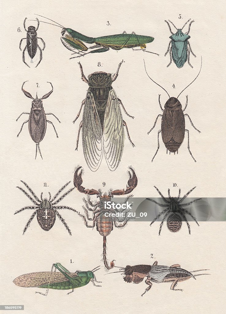 Insectes - Illustration de Dos crawlé libre de droits