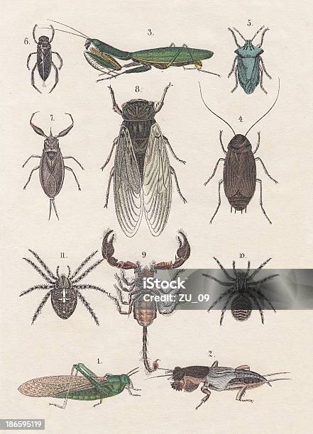 Insectes Vecteurs libres de droits et plus d'images vectorielles de Dos crawlé - Dos crawlé, Araignée, Araignée des jardins