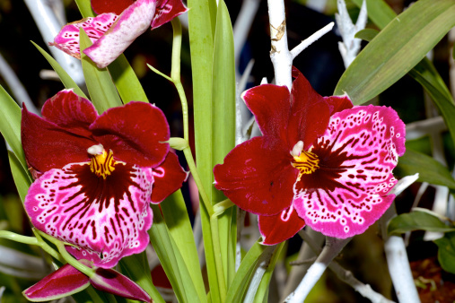 Colombia in South America is known the world over for it's flowers. GIven the high levels of precipitation all year round, and the tropical climate of the lower Andes, the environment is just right for hundreds of varieties of exotic orchids. The photo shows close-up of some beautiful orchid flowers.  Colours of red and purple with yellow highlights make for some exotic looking flowers. Photo shot in the morning sunlight; horizontal format. 