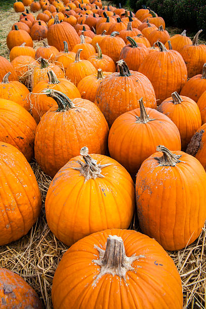 istock Pumpkins on the country fair 186595630