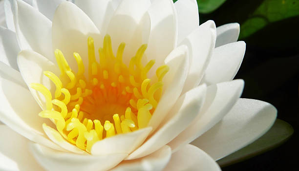 istock Close up white lotus in a pond 186596236