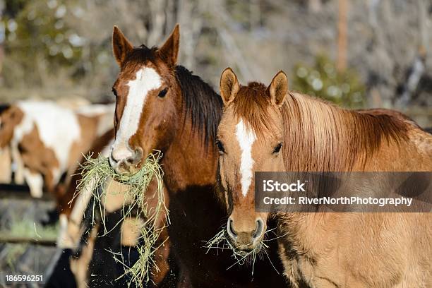 Caballos De Alimentación Foto de stock y más banco de imágenes de Aire libre - Aire libre, Alimentar, Animal