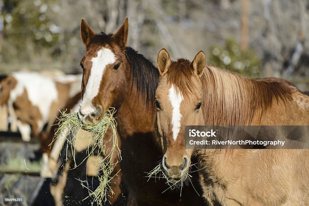 Лошадей пьющая нектар - Стоковые фото Выборочная фокусировка роялти-фри