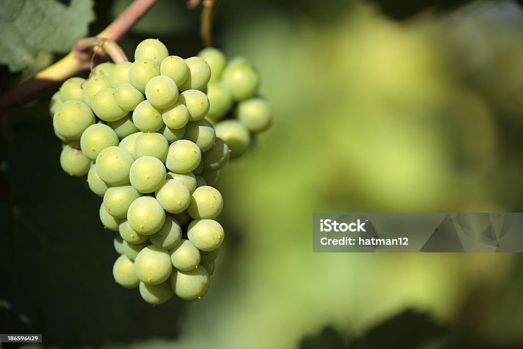 Chardonnay de vin dans un vignoble de raisin en pleine croissance. - Photo de Bordeaux libre de droits