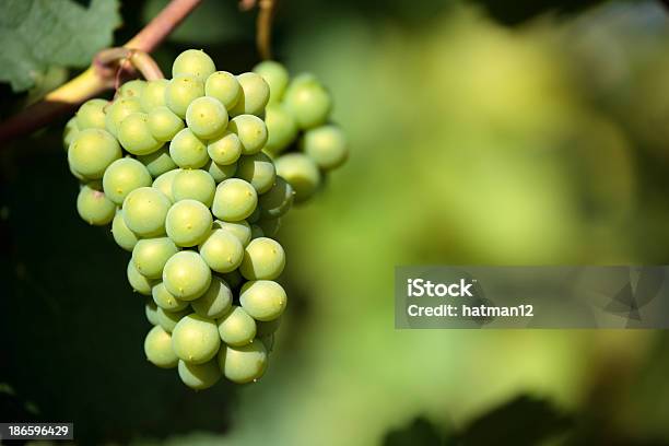 Вино Виноград Шардоне Рост В Виноградник — стоковые фотографии и другие картинки Белое вино - Белое вино, Бордо, Белый виноград