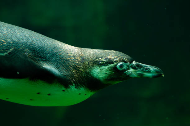 istock Humboldt penguin or spheniscus humboldti 1865964637
